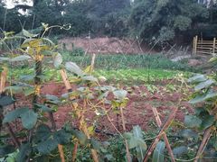 -横沥牛庄(总店)