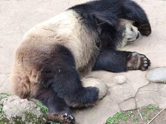 -都江堰中华大熊猫苑