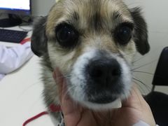 -全心全意连锁动物医院·微创中心·内科急重症·心脏专科(丰管路店)