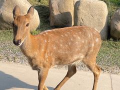 -北京野生动物园