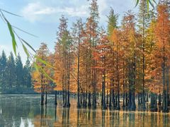 -白鹭湾湿地公园