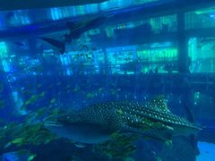 -成都浩海立方海洋公园