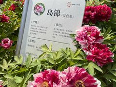 -太阳宫公园