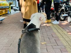 -小吴肠粉