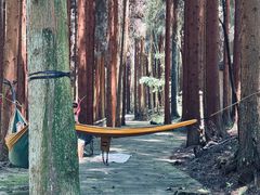-武陵山森林公园