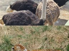 -新疆天山野生动物园