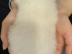 -楼上猫咖(罗湖店)