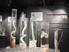 -冰岛阴茎博物馆