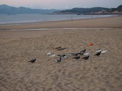 -普陀山风景名胜区-千步大沙