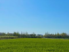 -上海长兴岛郊野公园