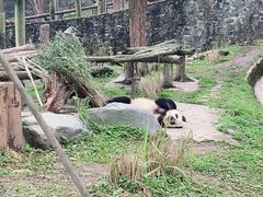 -都江堰中华大熊猫苑