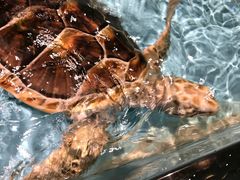 -芜湖新华联大白鲸海洋公园