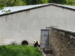 -卧龙中华大熊猫苑神树坪基地