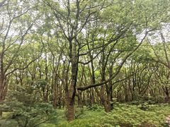 -上海滨江森林公园
