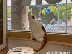 -柏萃动物医院·骨科·牙科