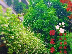 -两河城市森林公园