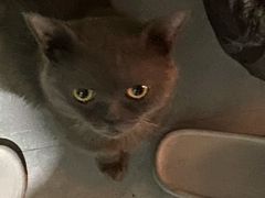-福懋动物医院·犬猫全科·外科·重症科(杏林分院)