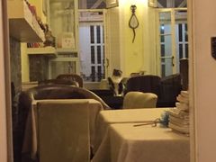 -猫色咖啡·猫咖