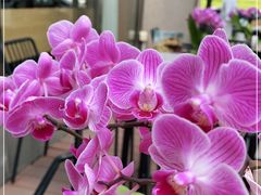 -西点坊(浦东香格里拉店)