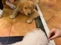 -more than meow吴止猫主题餐厅(承德 中船汇店)