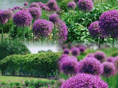 -上海辰山植物园