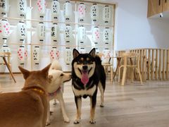 -柴迷FANS CLUB·柴犬狗咖·猫咖