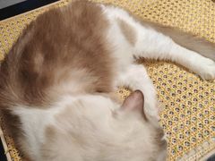 -琪喵猫屋·撸猫猫咖·猫舍