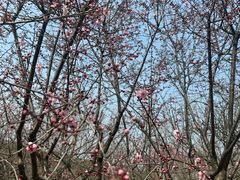 -香雪海