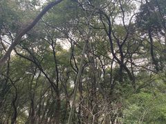 -上海佘山国家森林公园天马山园