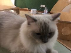 -猫和宫(六道口店)