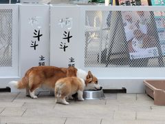 -柯斗斗主题餐厅·狗咖·围炉煮茶·茶饮(国瑞升平里店)