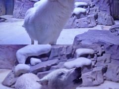 -上海海昌海洋公园-冰山北极馆