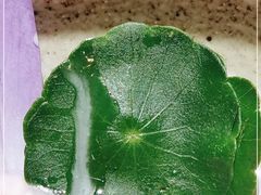 -桂满陇·西湖船宴(平安金融中心店)