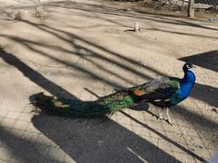 -向外鱼乐·土菜·虹鳟鱼