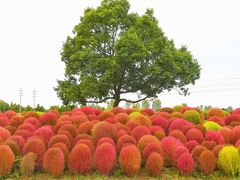 -花开海上生态园