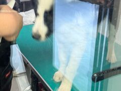 -博特宠物医院24h犬猫全科.骨科·异宠