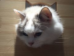 -滚猫咖啡·猫咖·猫友好撸猫(未来城店)