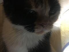 -猫色咖啡·猫咖