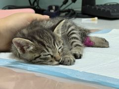 -嘉馨宠物医院·CT影像转诊·心脏科·犬猫全科诊疗中心(下沙大学城院区)