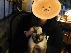 -more than meow吴止猫主题餐厅(承德 中船汇店)