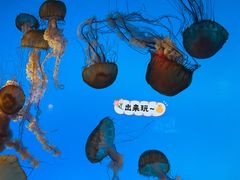 -太平洋海底世界