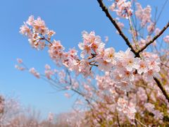 -上海辰山植物园