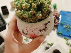 -中环花鸟鱼虫市场
