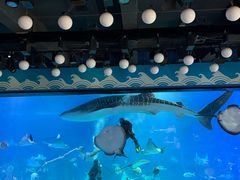 -烟台海昌鲸鲨海洋公园