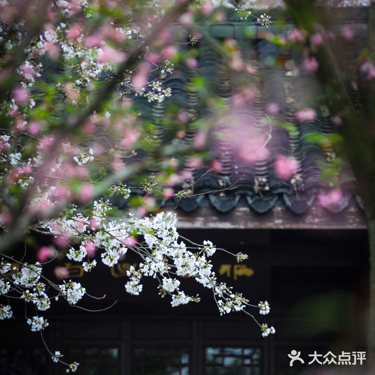 人间绝境‼️清冷至极‼️告诉你一个看樱花沒人的地方🌸
