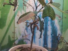 -上海大自然野生昆虫馆(东方明珠·爬宠昆虫探索中心)