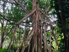 -中国科学院西双版纳热带植物园