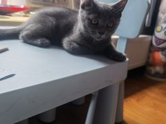 -伟伟宠物医院·CT影像中心·瑞派犬猫综合性门诊(汉口总院)