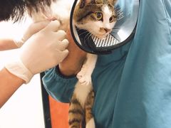 -安安宠医宠物医院·异宠·犬猫内科(岳阳分院)