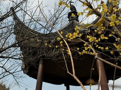 -香雪海